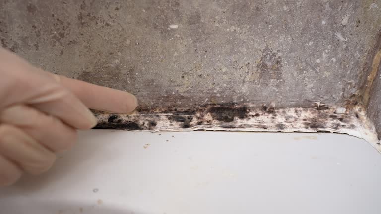 Best Asbestos and Lead Testing During Mold Inspection  in Socastee, SC